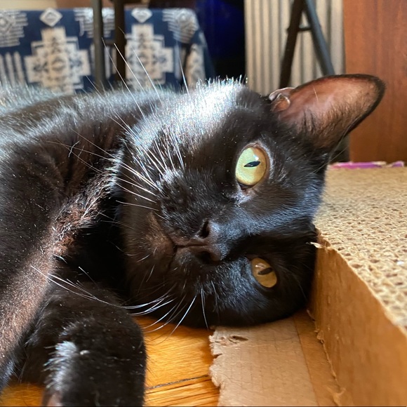 Meet your Posher, Aiden - Picture 1 of 1